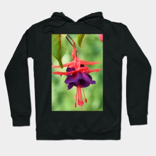 Fuchsia  FuchsiaBerry Hoodie